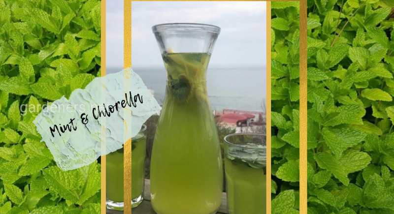 Мята и Хлорелла: полезные ингредиенты для Коктейлей и Лимонада