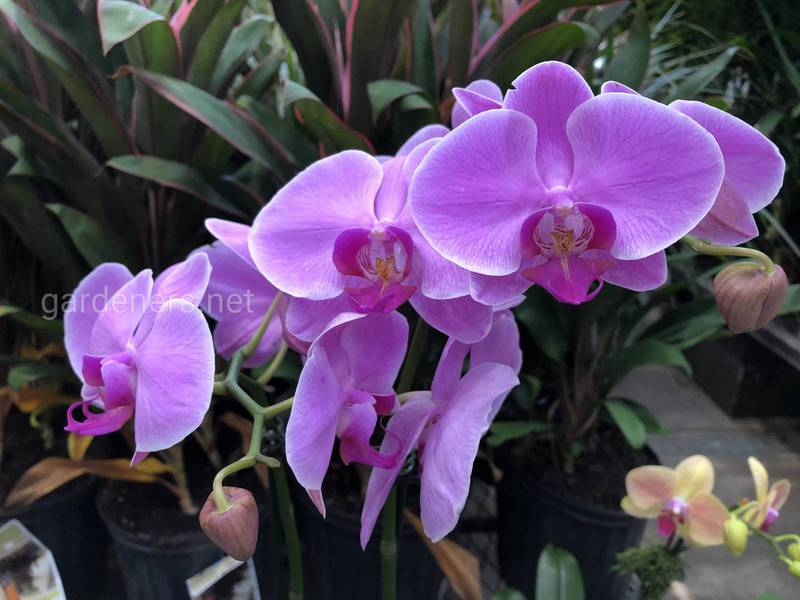 Новачкам про «тонкощі» вибору та купівлі орхідей