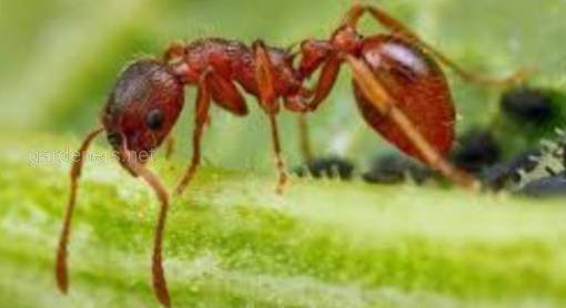 Что делать, если покусали муравьи?