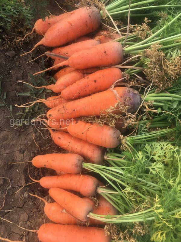 Чому морква оранжевого кольору