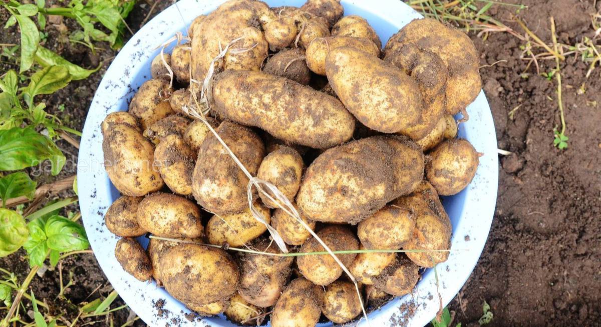 Как собрать 10 кг картофеля с 1 кв.м (выращивание по методу Квартальновой)