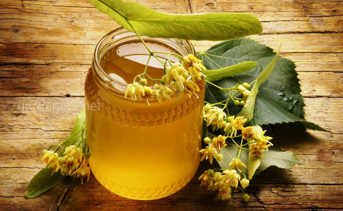липовый мед для здоровья