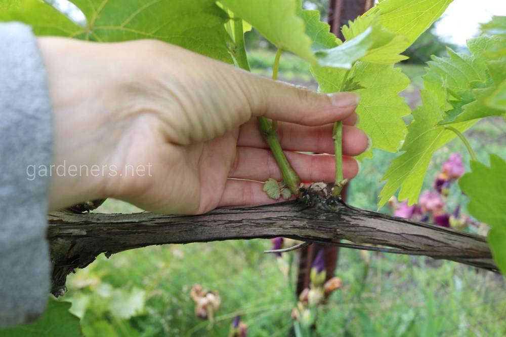 Здоровый урожай винограда