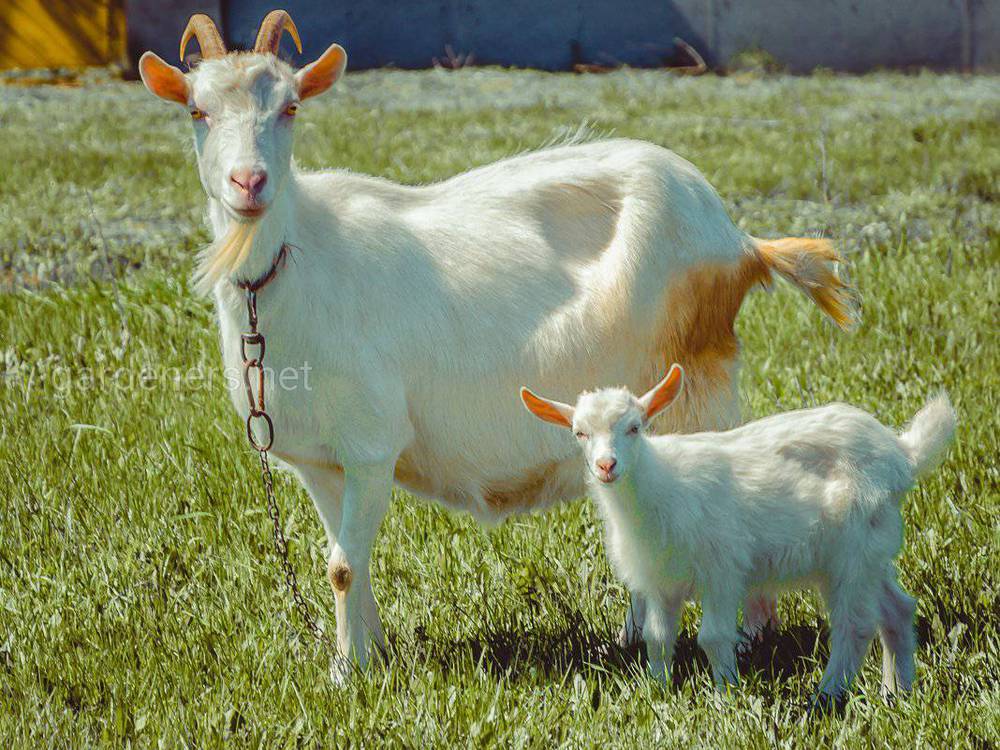 Вагітність і окот кози
