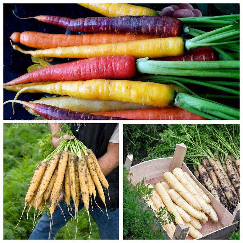Разновидности моркови 