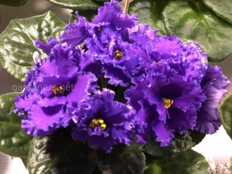 ТОП 5 сортів фіолетових фіалок: опис та фото