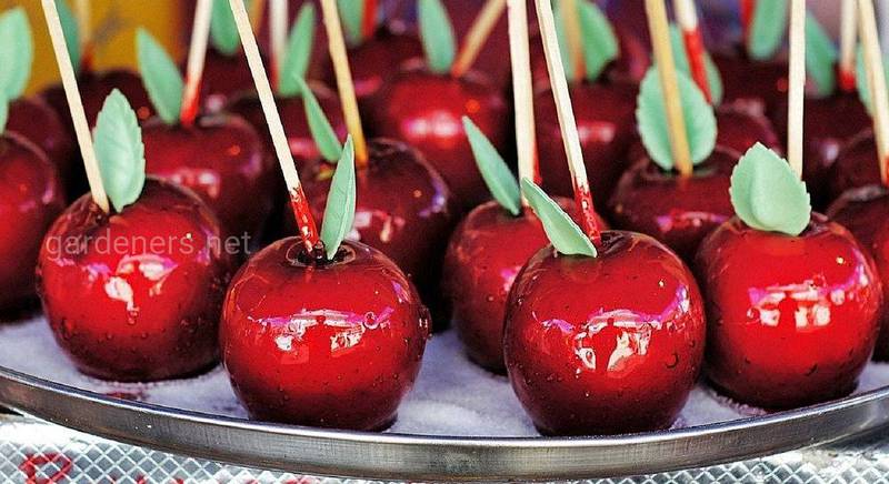 Карамелизированные яблоки: интересные рецепты и варианты применения блюда в кулинарии