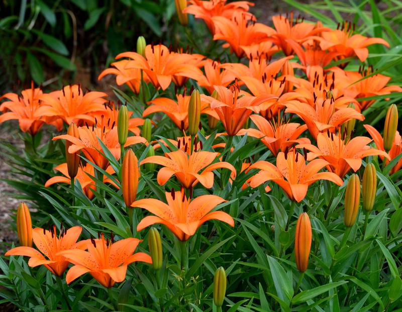 Клумба из самых неприхотливых цветов: Лилии