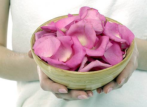 Как использовать лепестки роз в гастрономии и как приготовить розовый уксус и коньяк?