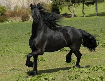 Лошадь Арьежуаз