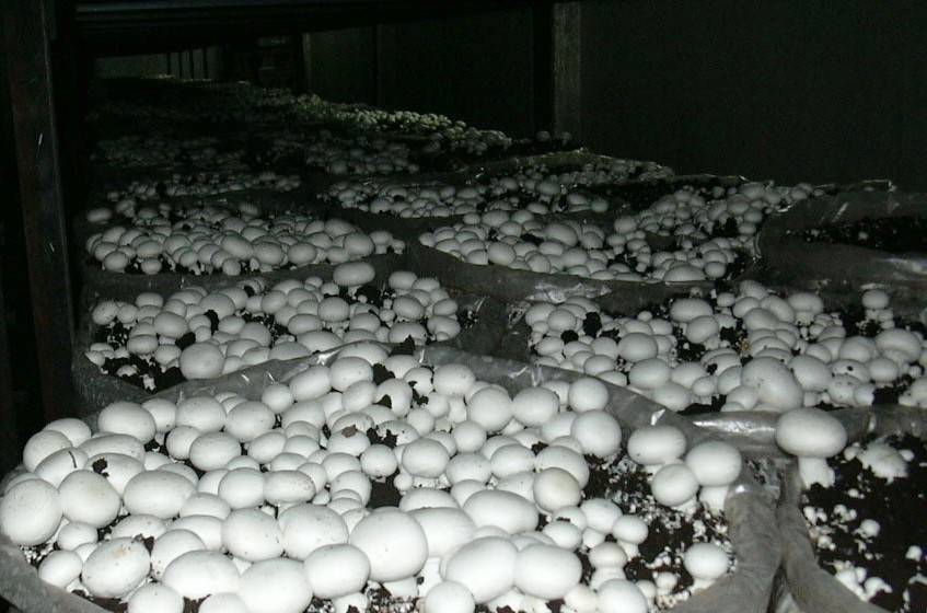 Выращивание грибов шампиньонов в домашних. Оборудование для грибоводства шампиньоны. Шампиньоны в подвале. Грибы растущие в подвале. Грибоводство шампиньонов.