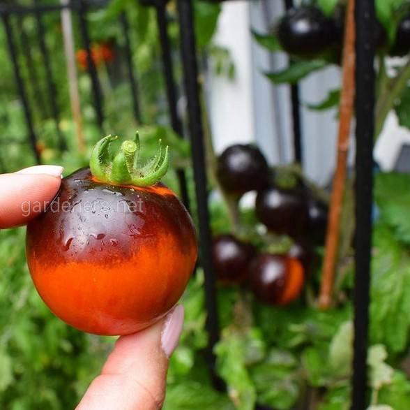 Ликопен - чудодейственный ингредиент томата с удивительными целебными свойствами