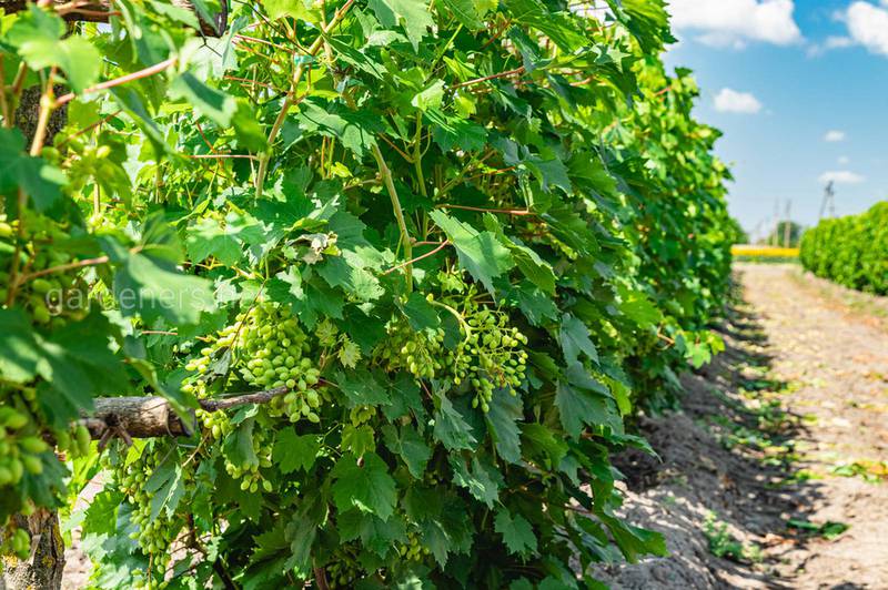 Що необхідно виключити або поставити під контроль у випадку органічного виробництва винограду?