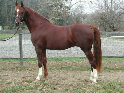 Баварская теплокровная лошадь