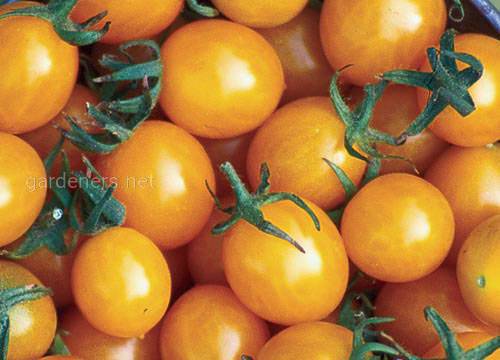 blondkopfchen-tomato-organic