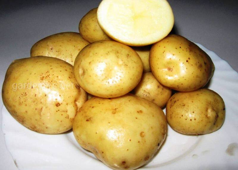 Користь настоянок картоплі