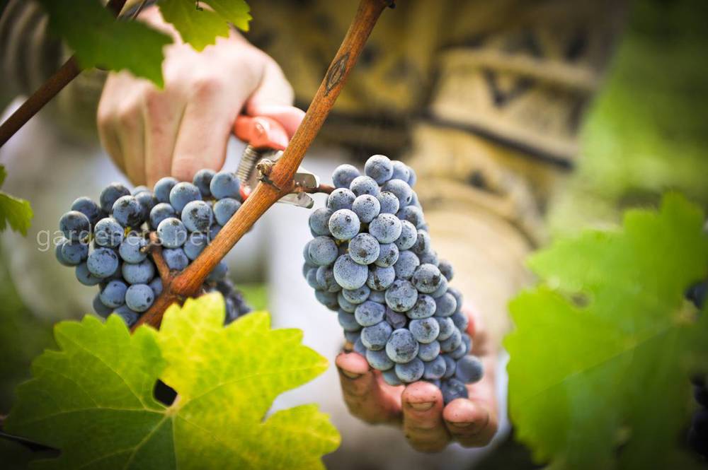 Рецепт вина из синего винограда
