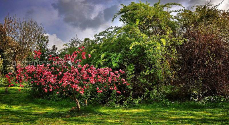 ТОП-6 питань про весняну пересадку дерев у саду