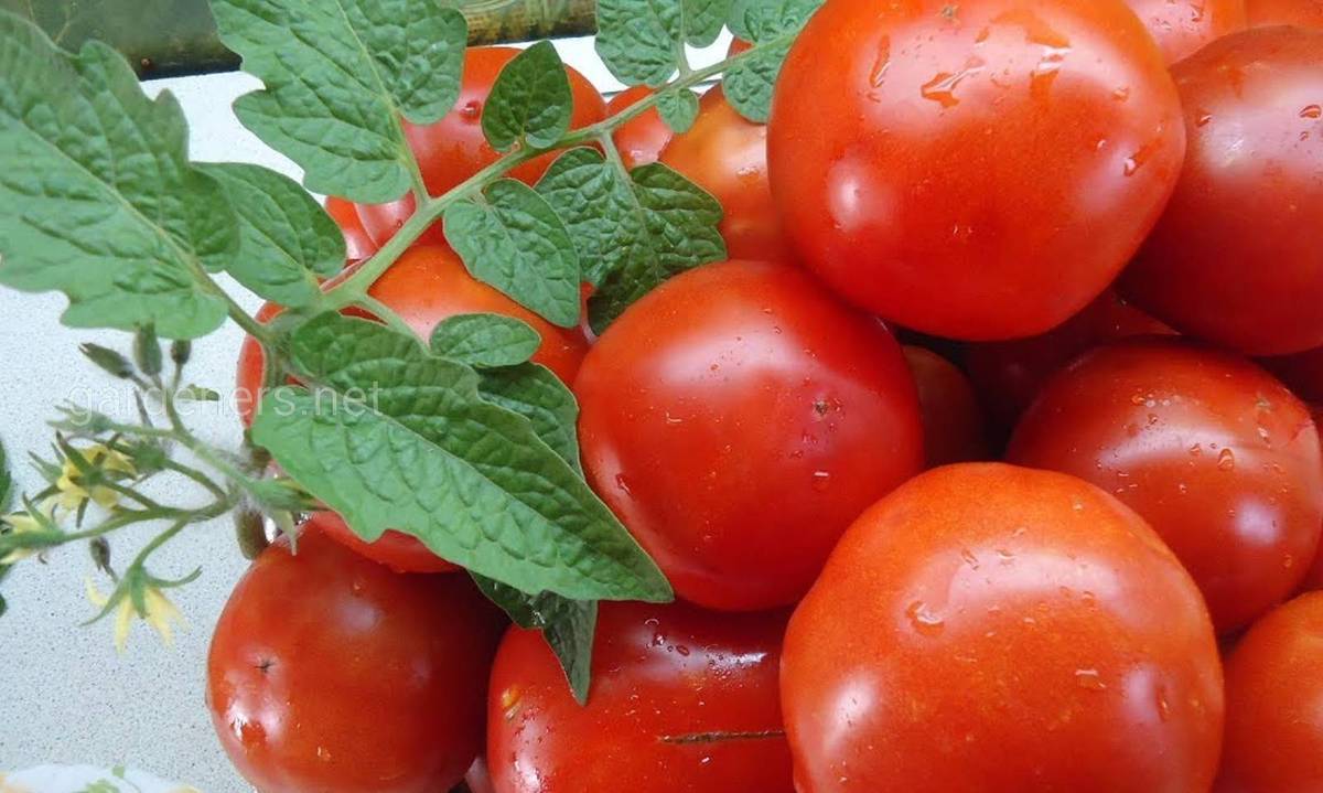 Сорт томата “Санька”