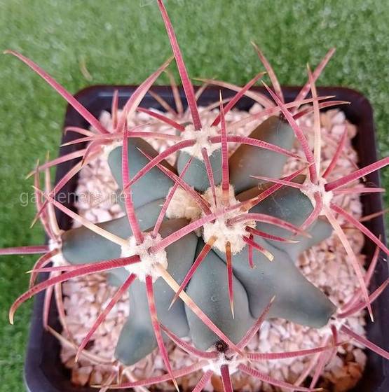 Ferocactus emoryi