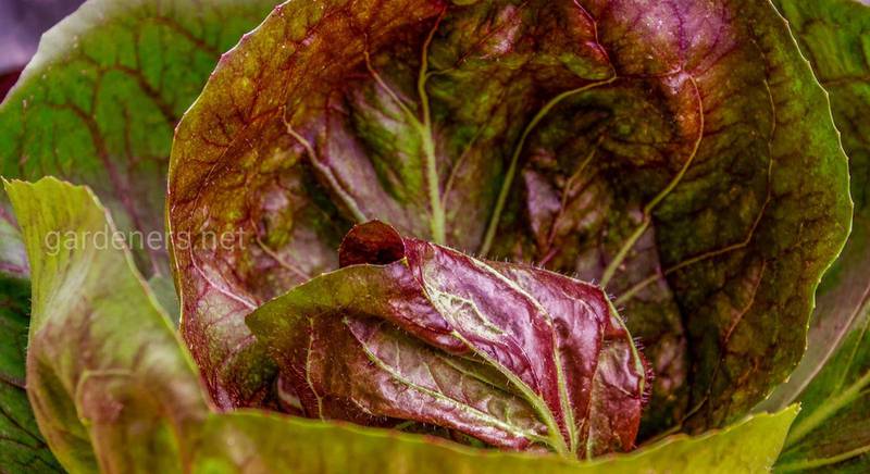 Опис та особливості вирощування таких салатів, як качанні та полукочанні 