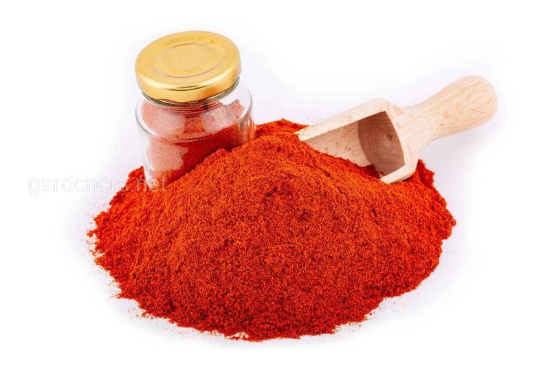 Чем полезен и какими лечебными свойствами обладает красный молотый перец?