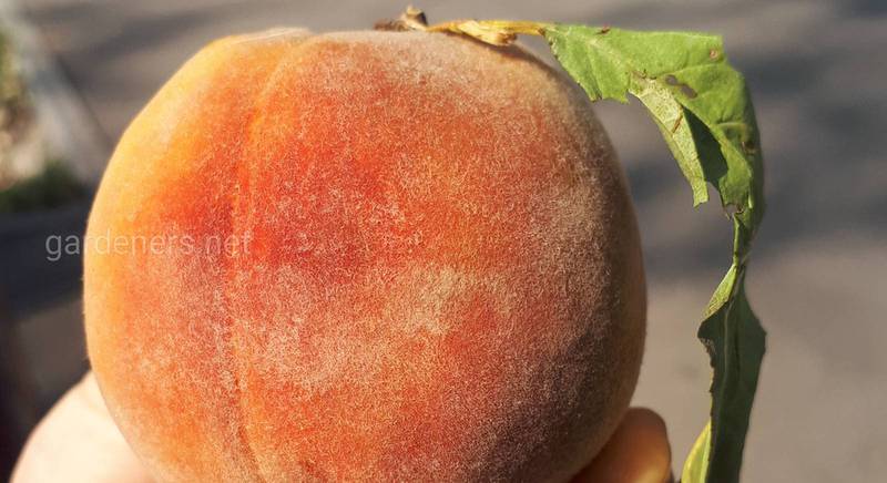 Персики - вкусно и полезно