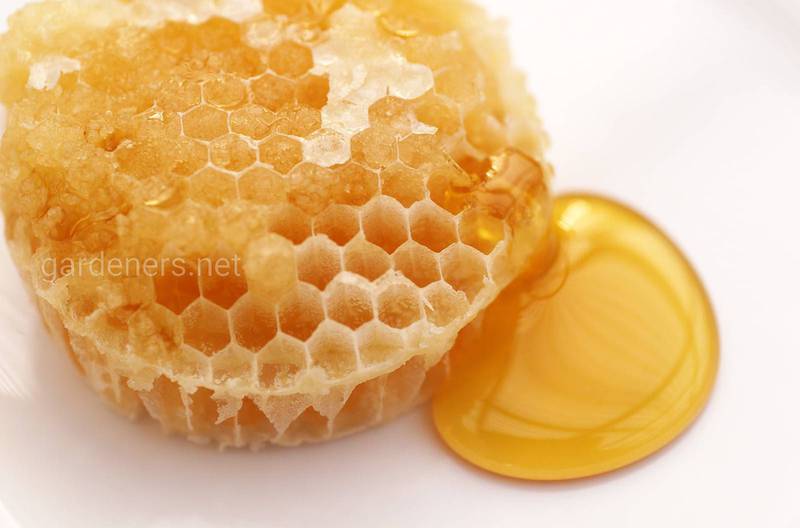 Заболевание на пасеке: нужно ли сжечь мед?