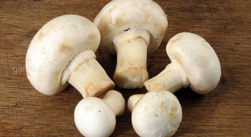 Сорта грибов для выращивания в теплице