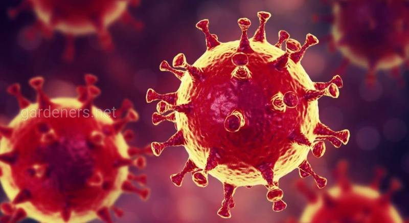 Коронавирус: что такое вирус и как его победить