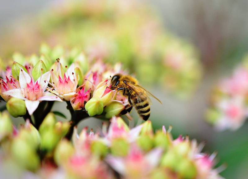 Чи правда, що більш тривалий сезон цвітіння - це погано для бджіл?