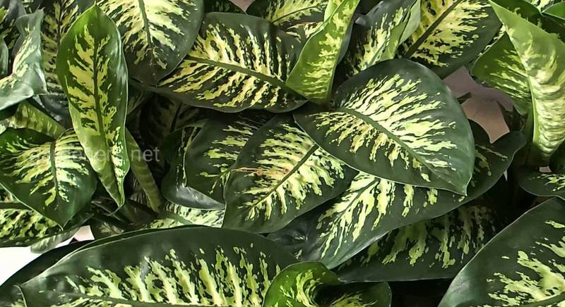 Диффенбахия: наиболее распространенные сорта вечнозеленого растения