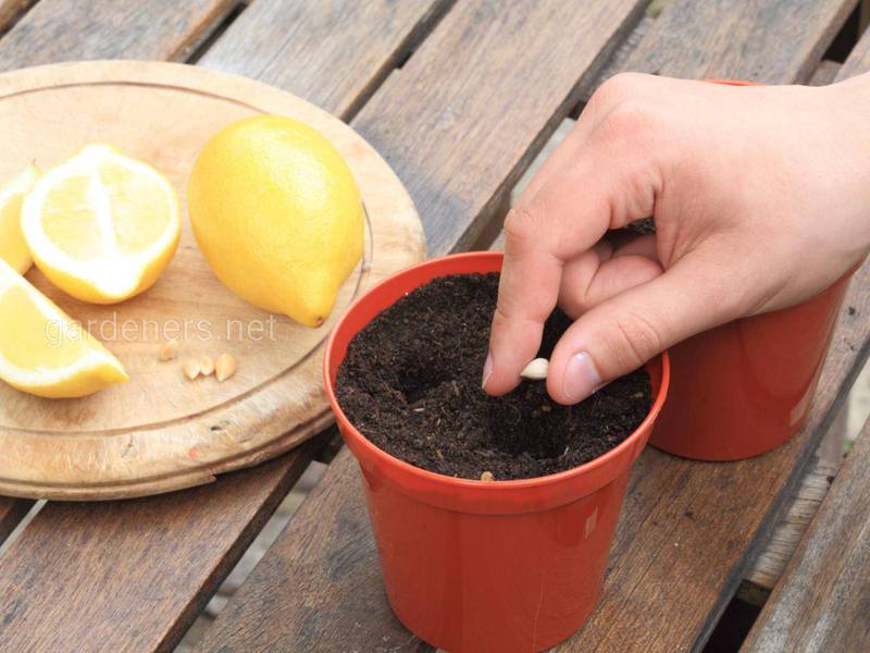 Як виростити лимони з кісточки?