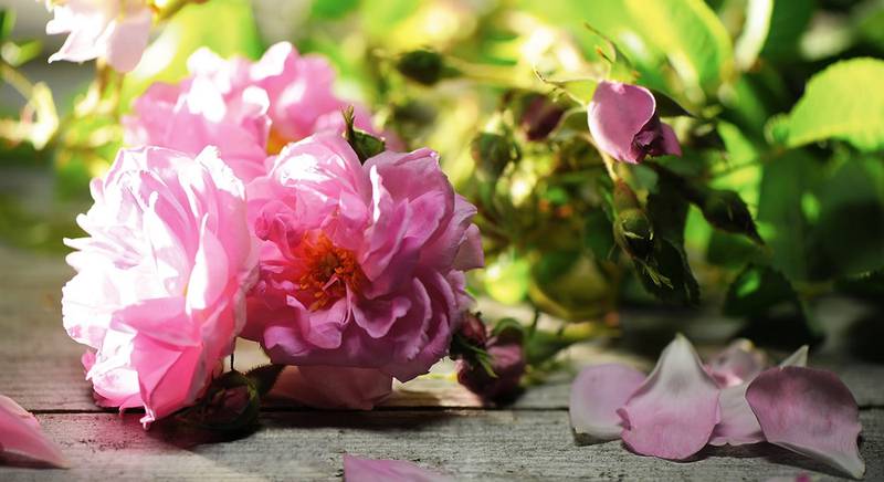 Дамасская роза в вашем саду. Что можно приготовить из ее лепестков роз