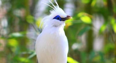 Птица Балийский скворец
