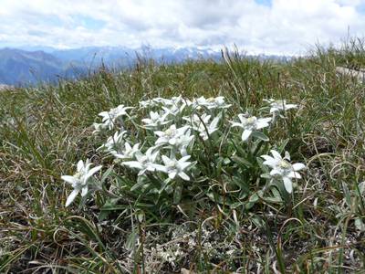Эдельвейс альпийский: самое загадочное растение гор.
