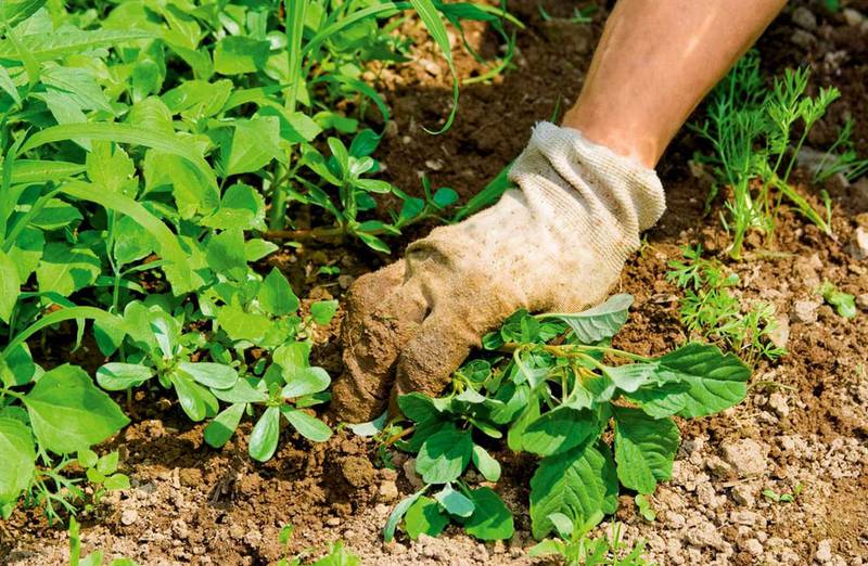 Сад и огород