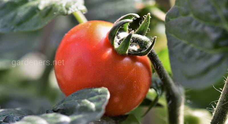 ТОП-5 лучших сортов томатов 