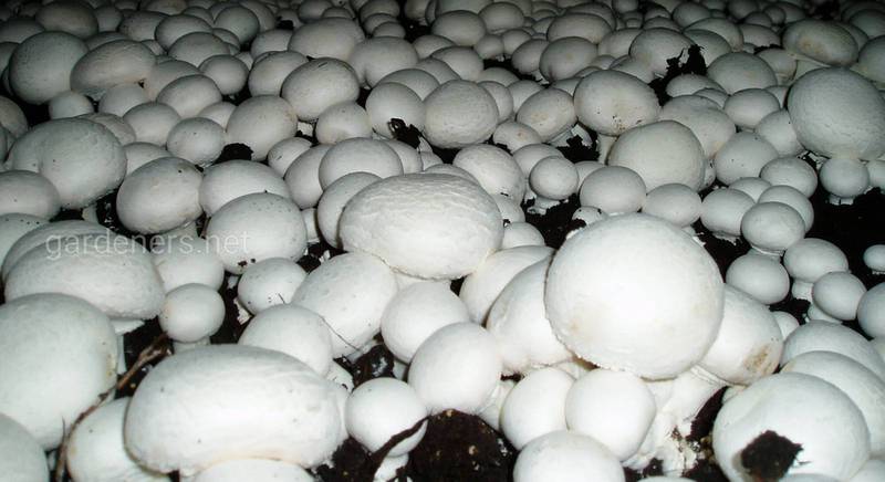 Все про вирощування грибів у теплиці протягом року: від підготовки субстрату до збору врожаю. Частина 1.