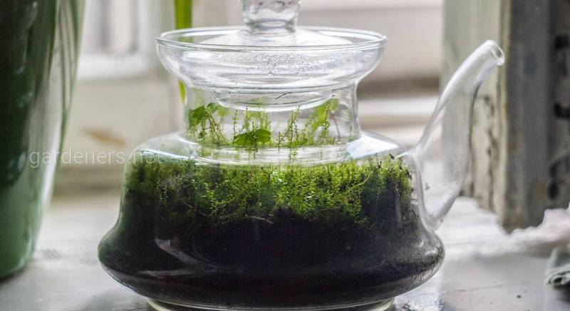 Як одомашнити бріофіт: особливості вирощування моху в скляній ємності