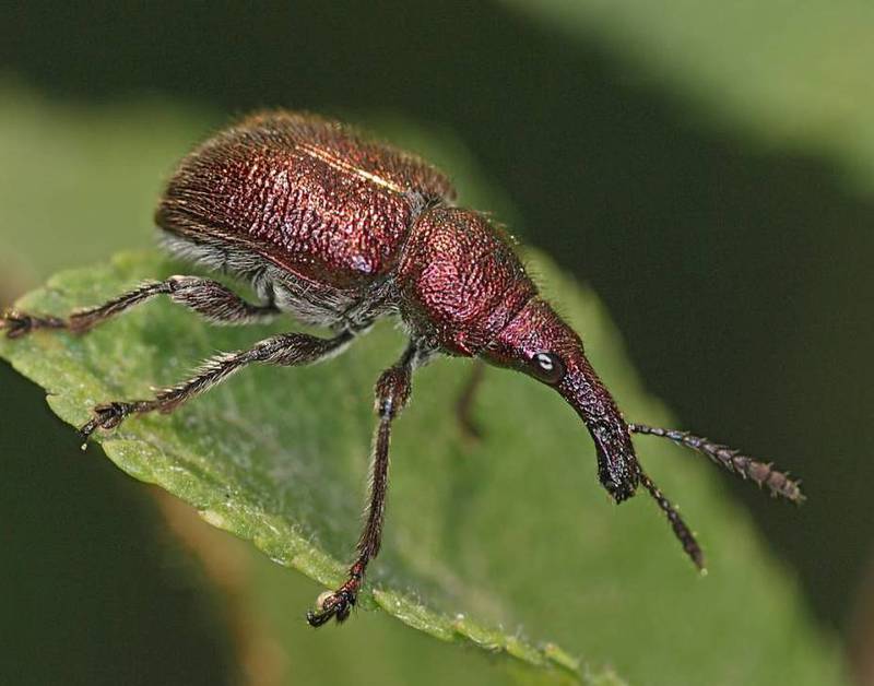 Довгоносик