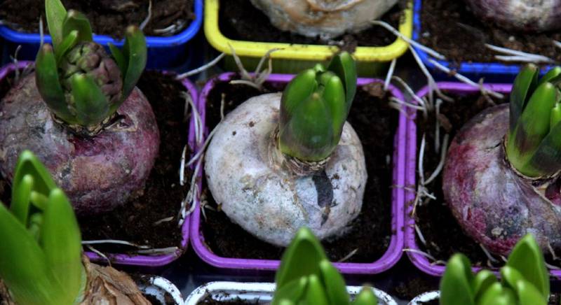 Как хранить и защищать луковицы гиацинта?