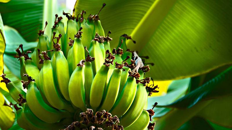 Поради щодо вирощування бананів у дворі чи саду