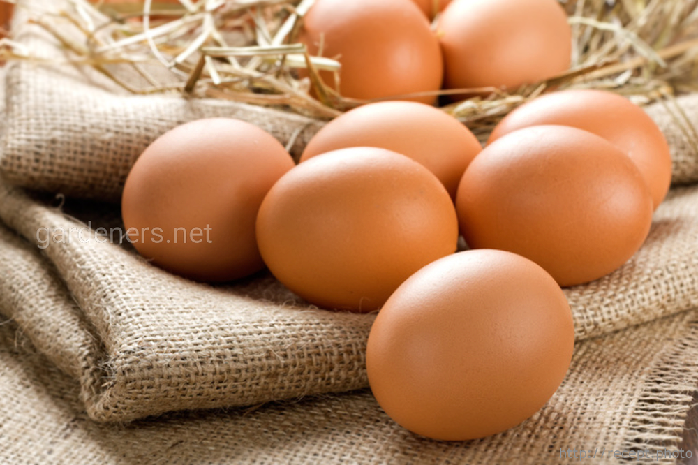 Корисні властивості курячих яєць