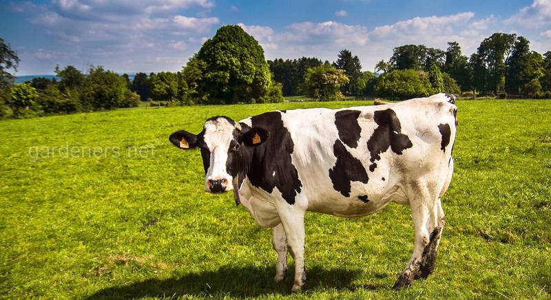 Як правильно вирощувати корів в домашніх умовах: правила, рекомендації по догляду