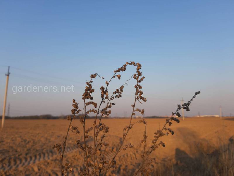 Загородная жизнь