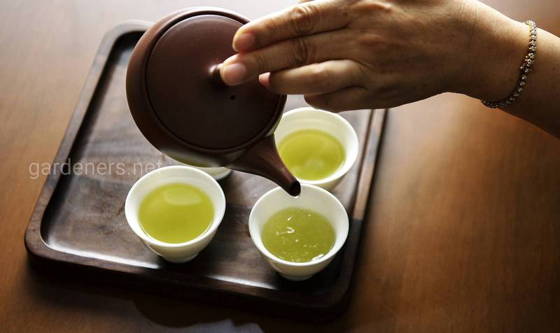 Чай из сельдерея - рецепты и влияние на организм