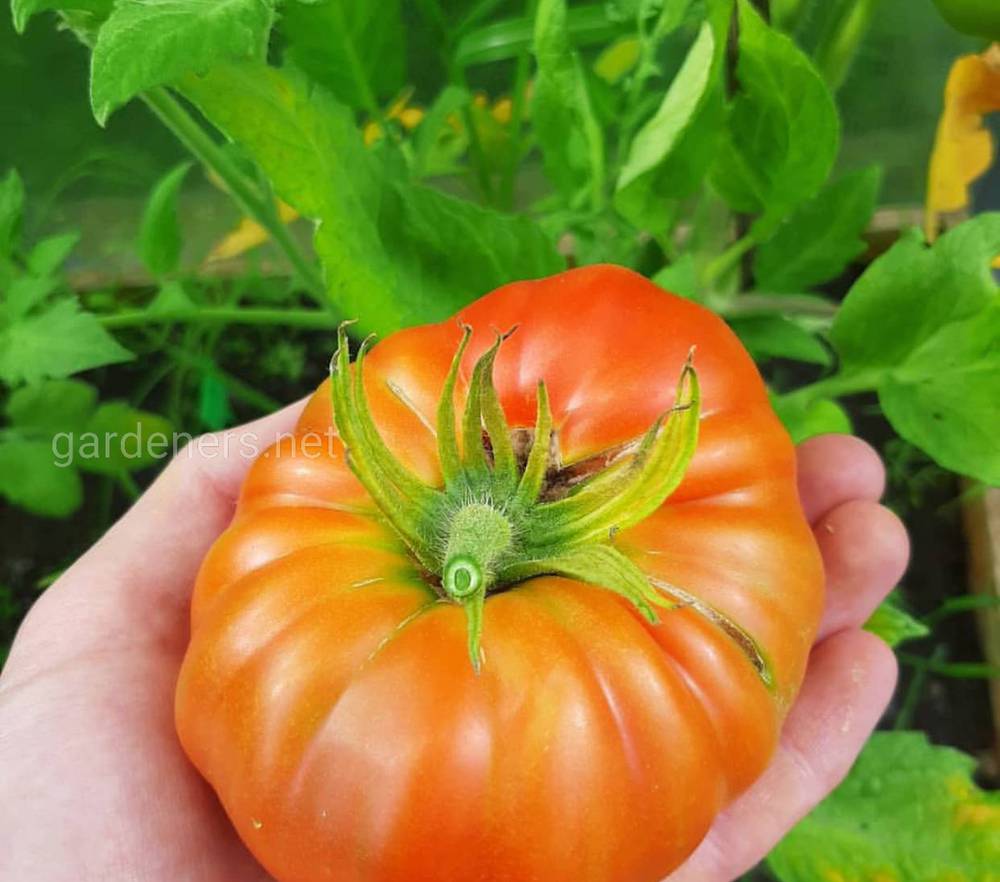 Чтобы помидоры быстрее покраснели необходим особый уход