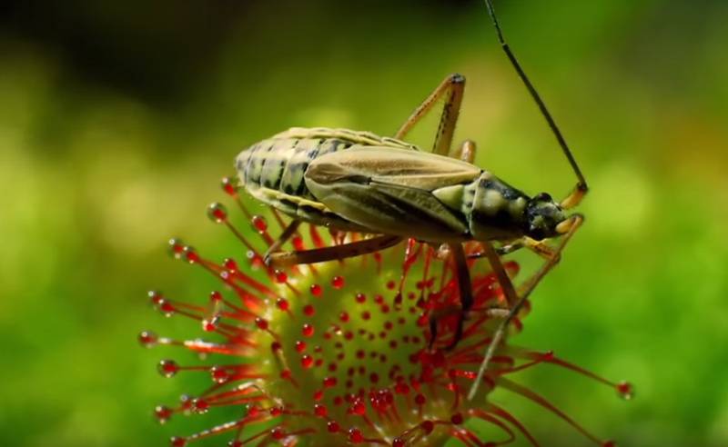 Росичка - комахоїдна рослина! Як вона приваблює та ловить комах?