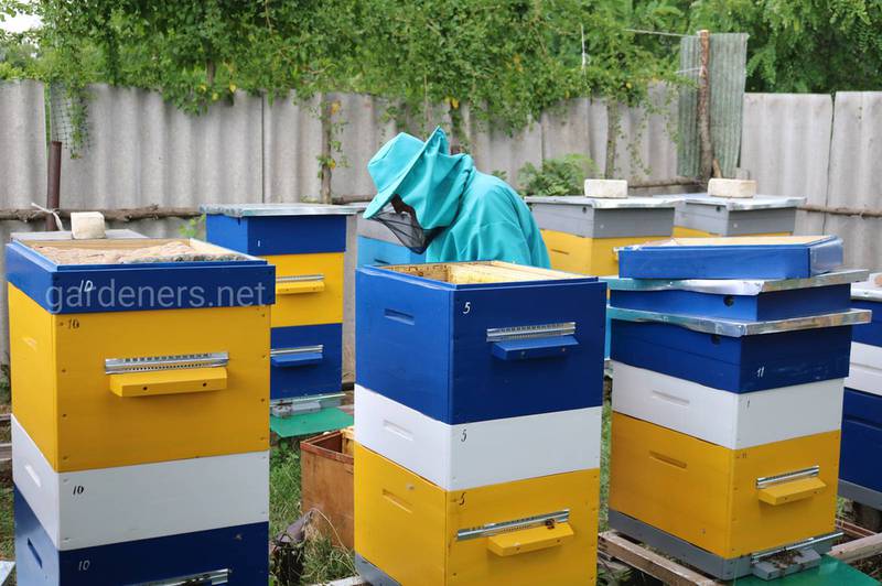 Як підготувати зимовий випас для бджіл?